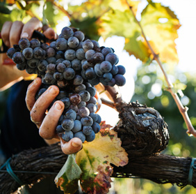 Hände halten eine dunkle Weintraube an der Rebe; Blätter teils gelblich, warmes Gegenlicht