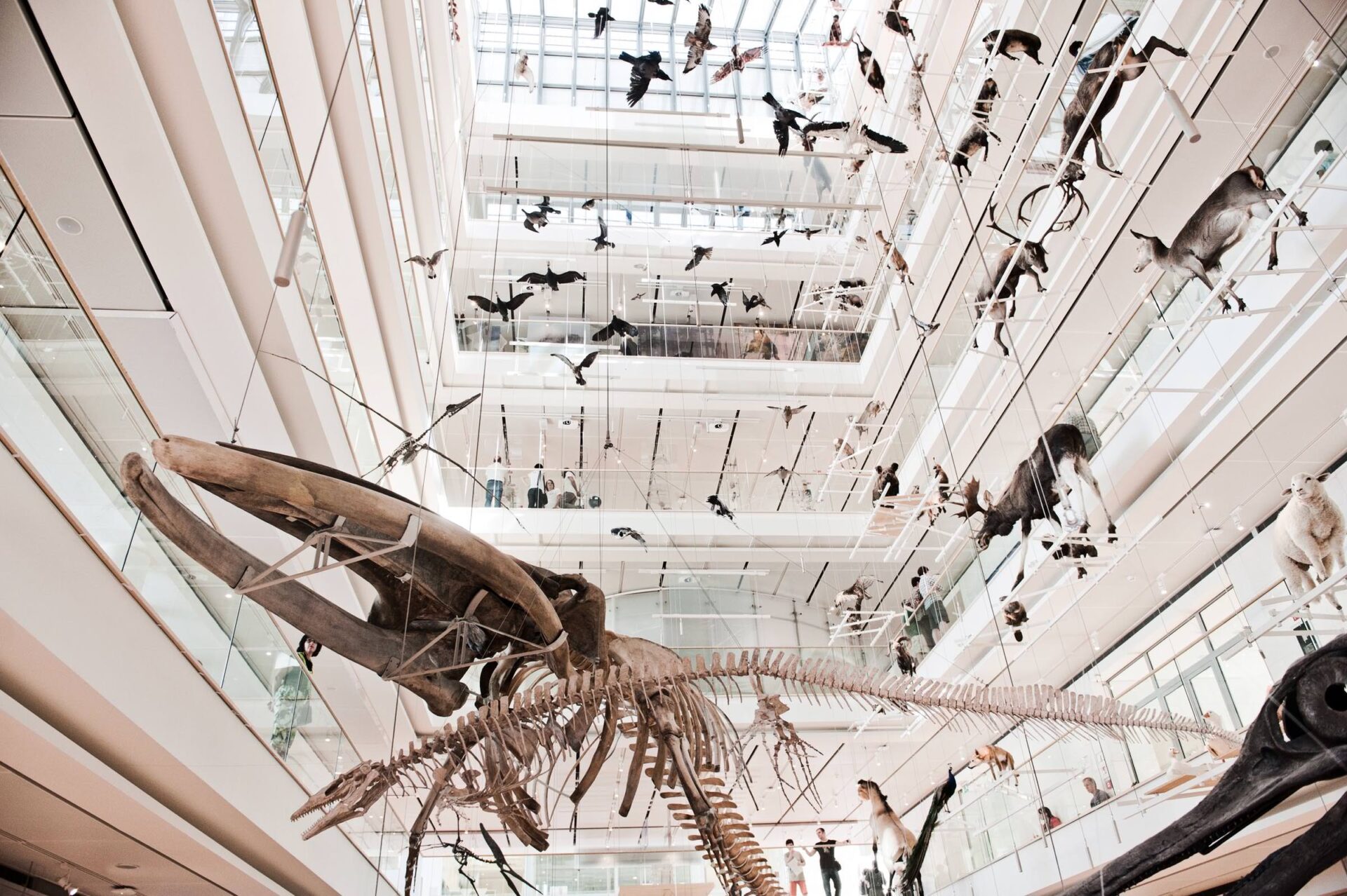 Hohes Atrium mit Glasdach, großem aufgehängtem Knochengerüst in der Mitte und vielen an Schnüren hängenden Vögeln