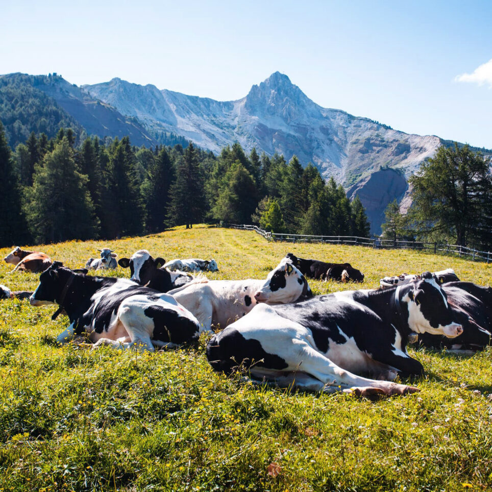 Mehrere schwarz-weiße Kühe liegen auf einer sonnigen Bergwiese, Nadelwald und Berge im Hintergrund.