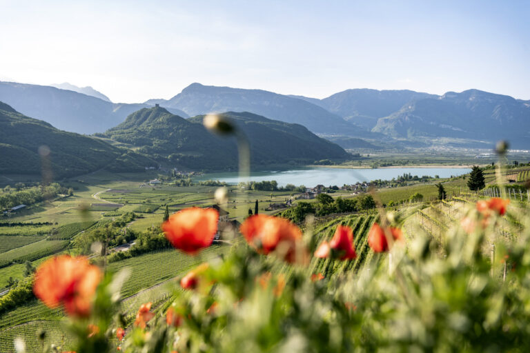 Wilder Mohn im Vordergrund, dahinter sanfte Weinberghänge, der Kalterer See und eine Bergkette unter hellem Himmel.