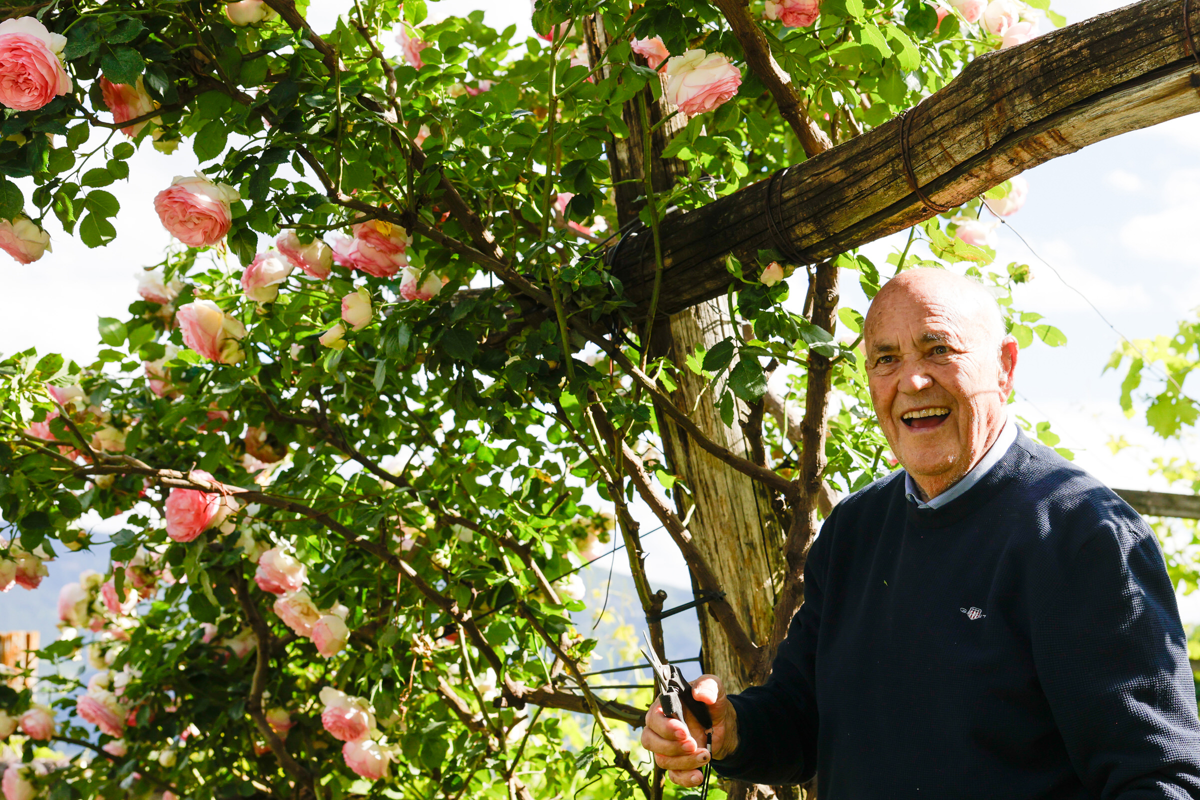 &Auml;lterer Mann lacht unter einem Rosenbogen, h&auml;lt Gartenschere; dichte rosa Rosen und gr&uuml;nes Laub im Hintergrund.