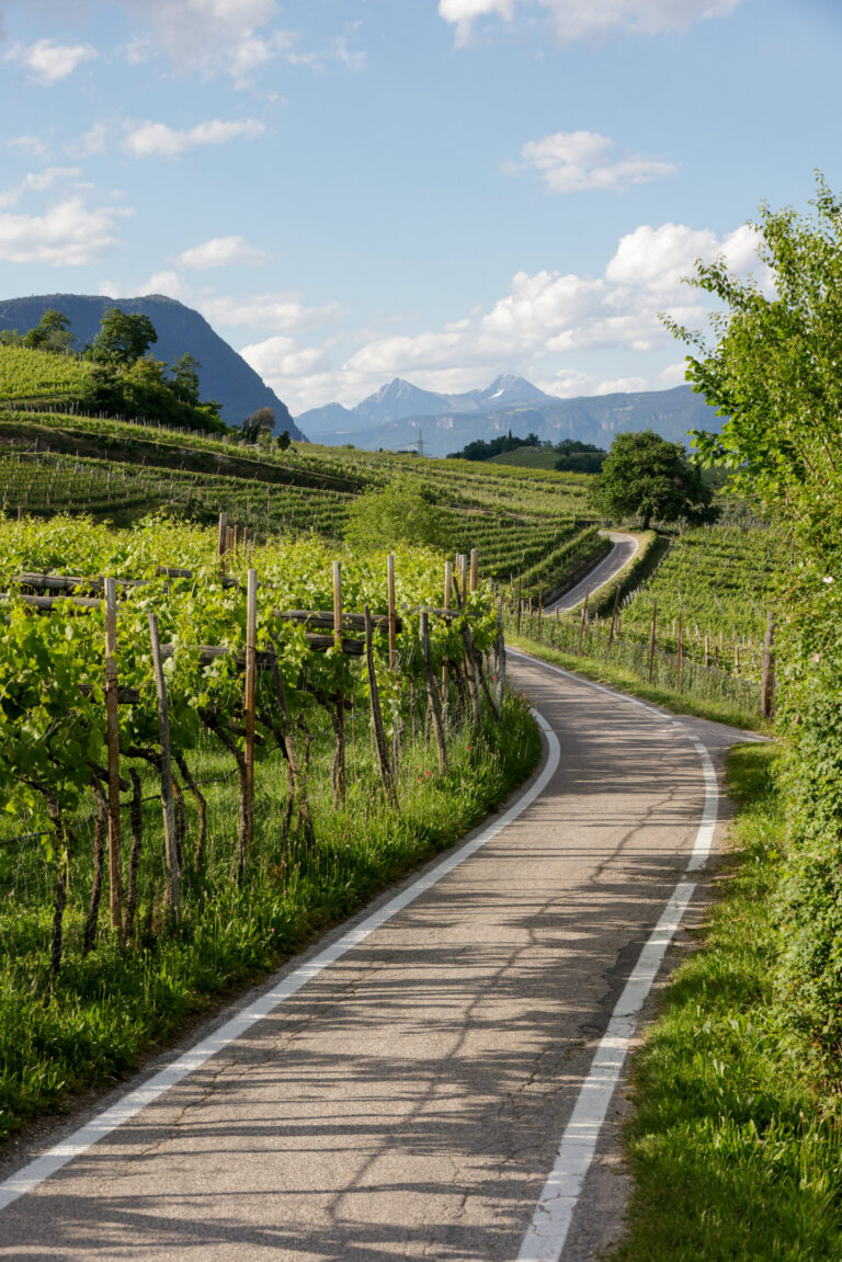 Pflasterweg zwischen Weinreben am Hang, links und rechts Rebstöcke, im Hintergrund bewaldete Hügel und Berge, blauer Himmel.