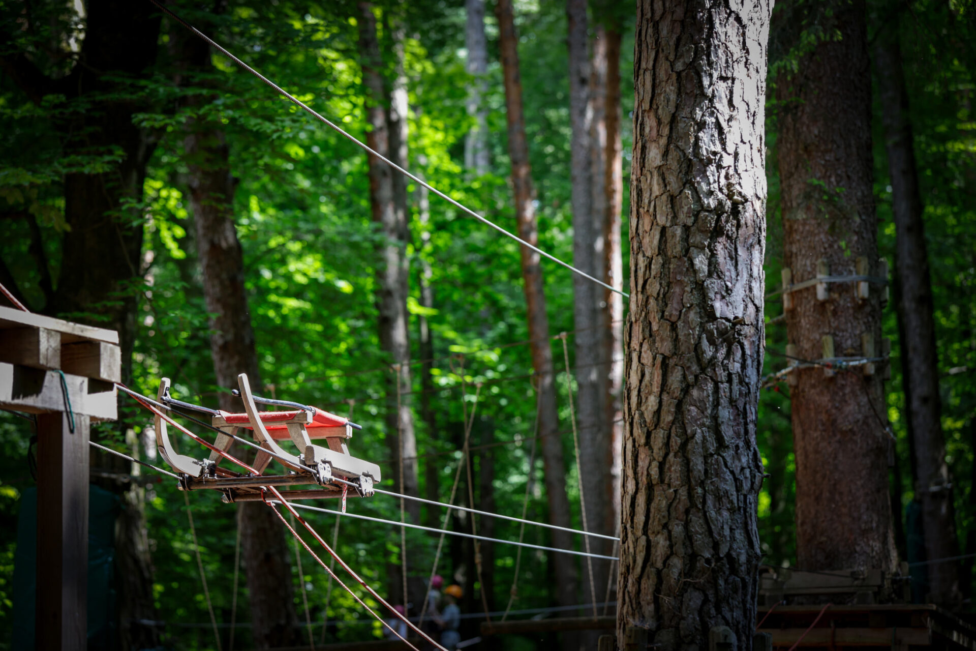 Seilbrücken und Plattformen eines Hochseilgartens zwischen hohen Bäumen, grüne Laubkulisse