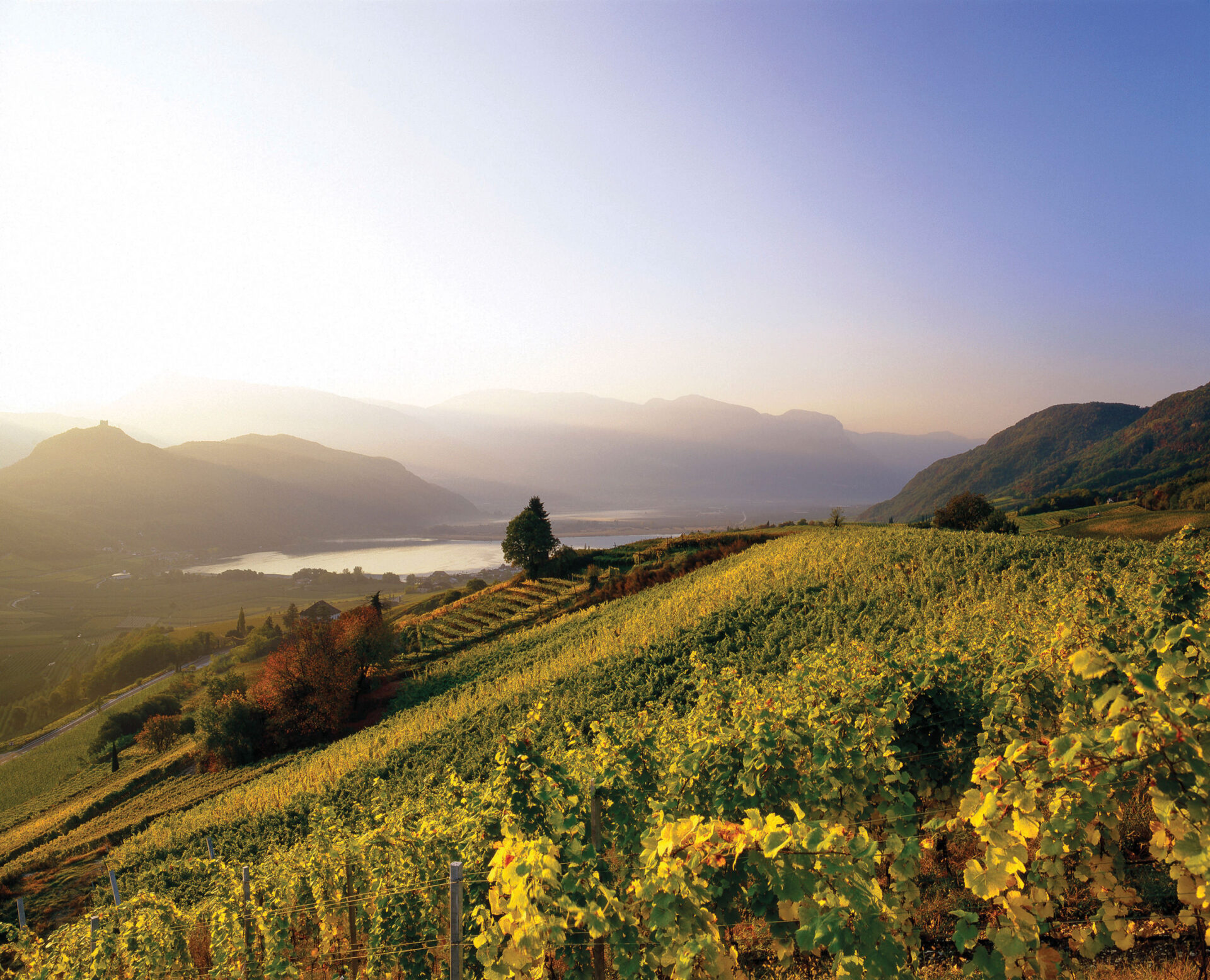 Weinberge in herbstlichen Farben, Blick auf Kalterer See und neblige Bergketten im Morgenlicht.