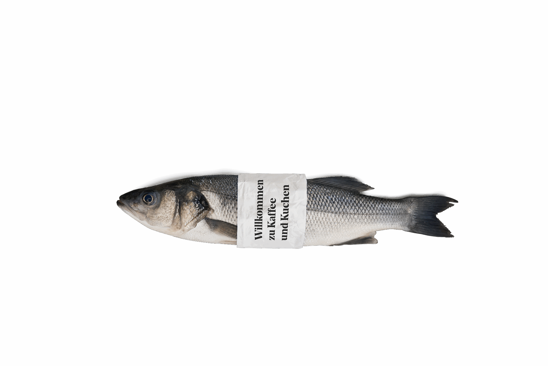 Ganzer Fisch mit Papierbanderole um den Mittelteil auf einfarbigem grauen Hintergrund.