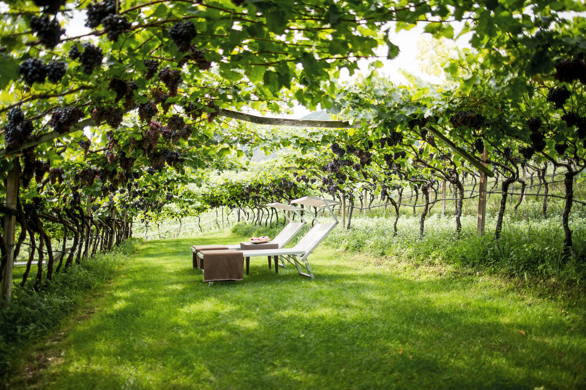 Zwei Liegestühle und ein Holzkasten auf Rasen unter einer Pergola aus Weinreben, schattiger Sitzbereich.