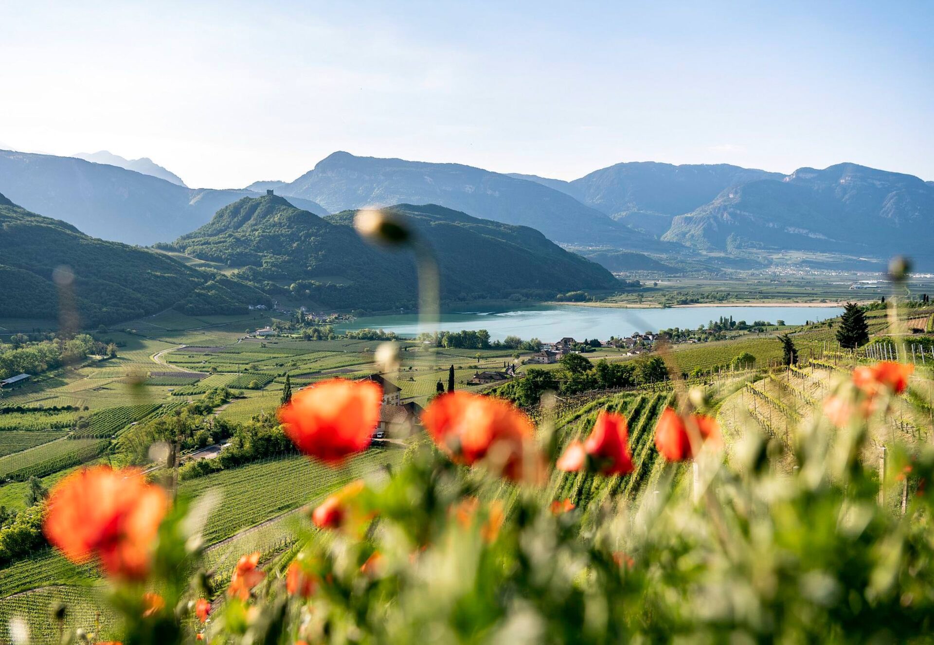 Mohnblumen im Vordergrund, dahinter Kalterer See mit Ufer, Hügeln und blauem Himmel
