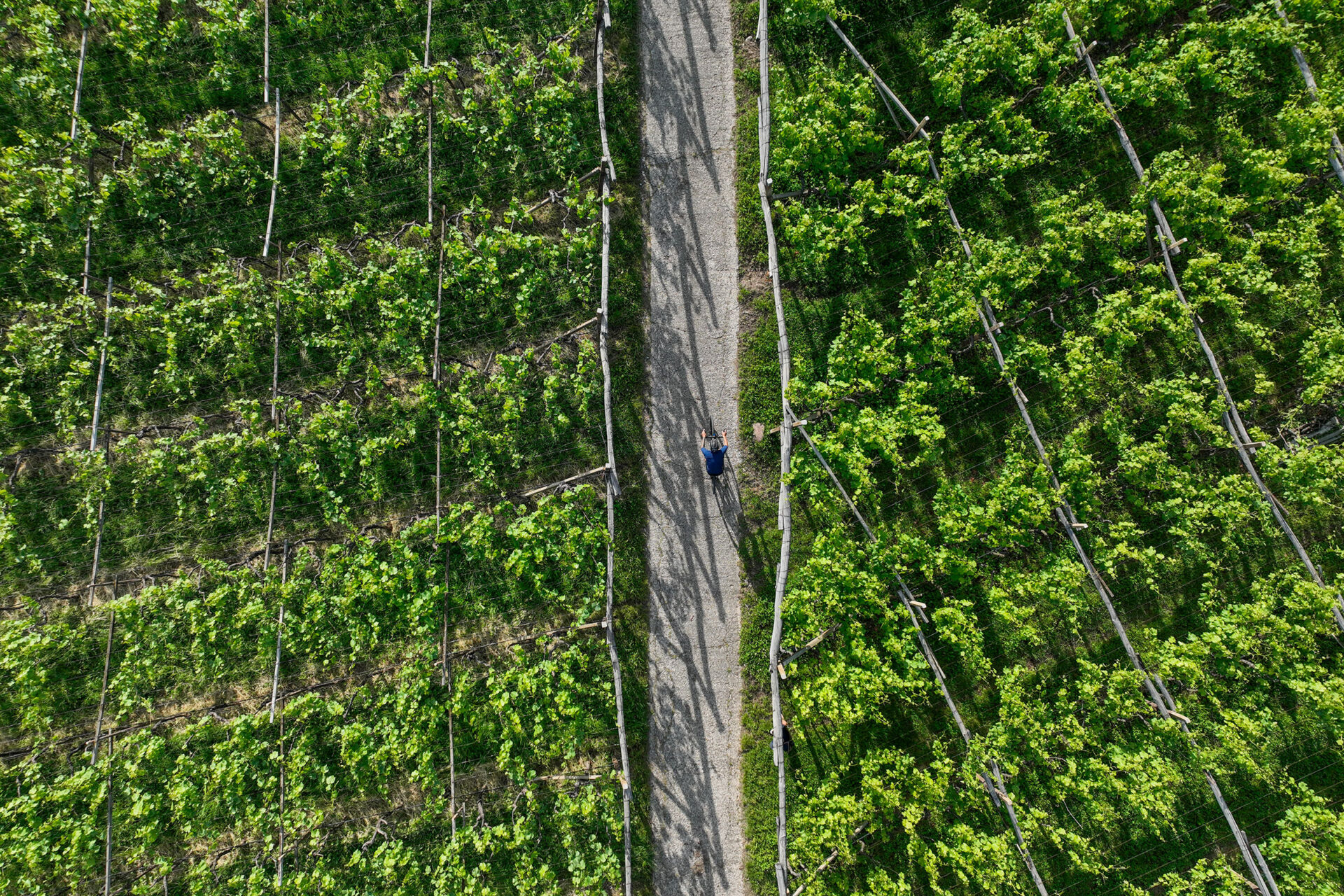 Luftaufnahme eines Weinbergs mit parallelen Rebzeilen und einem schmalen Weg, auf dem eine einzelne Person geht.