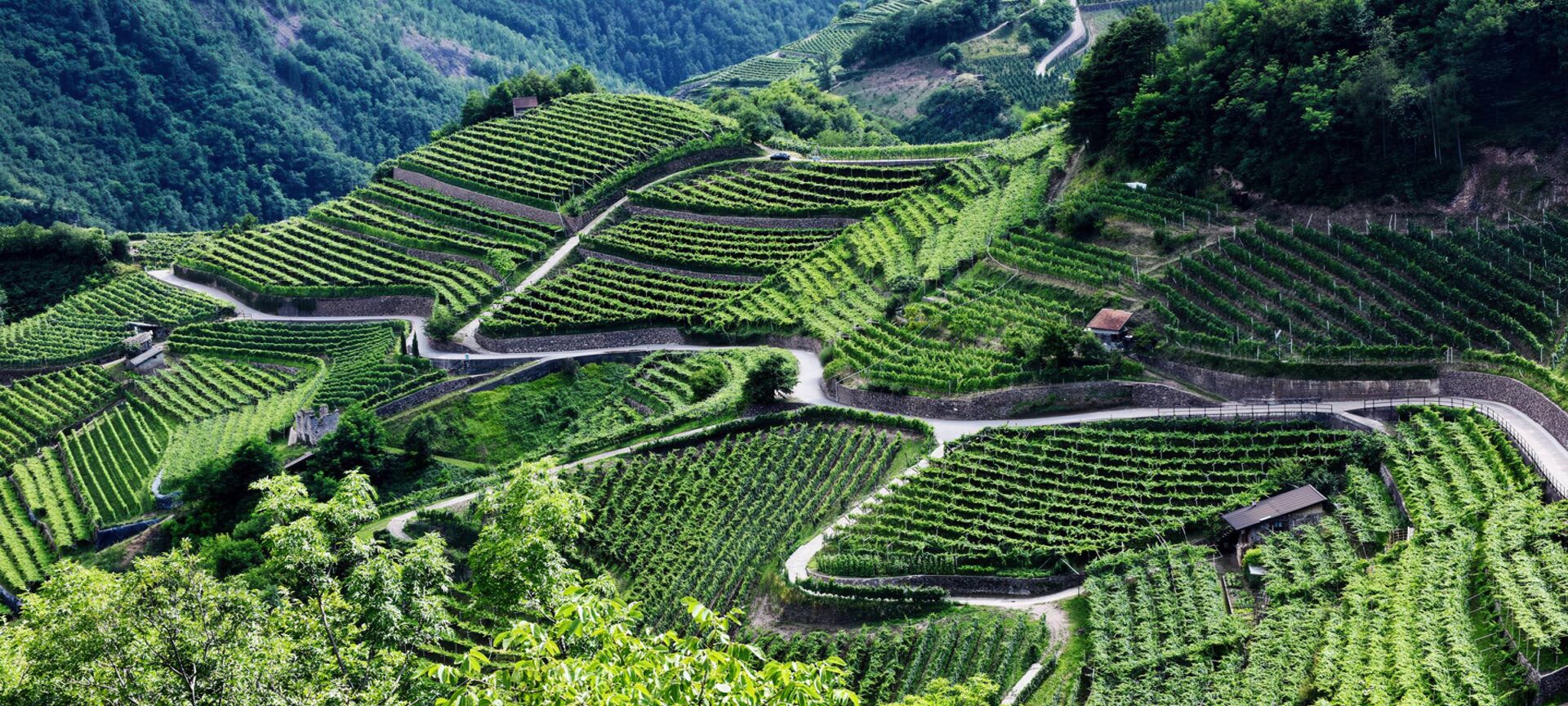 Terrassierte Weinberge mit geschwungenen Wegen und dichten Reben an steilem Hang bei Kaltern.
